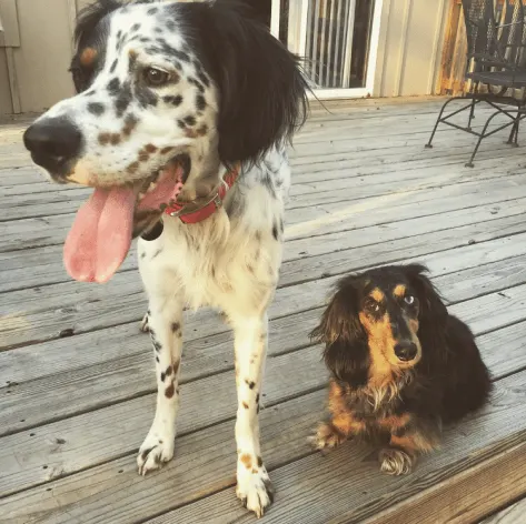 English Setter and Long Haired Dachshund