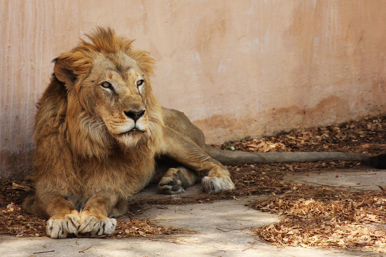 I was lucky to receive Guion the Lion from the author in exchange for an honest review. What a beautiful light to find. Click to read my full review.