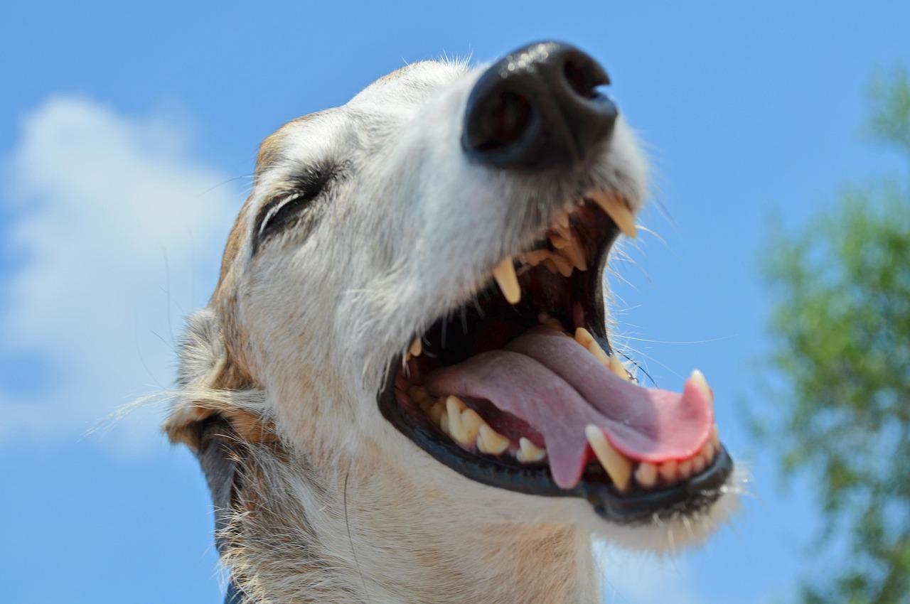 How A Dog Can Support Your Child's Development :: Click to learn more!